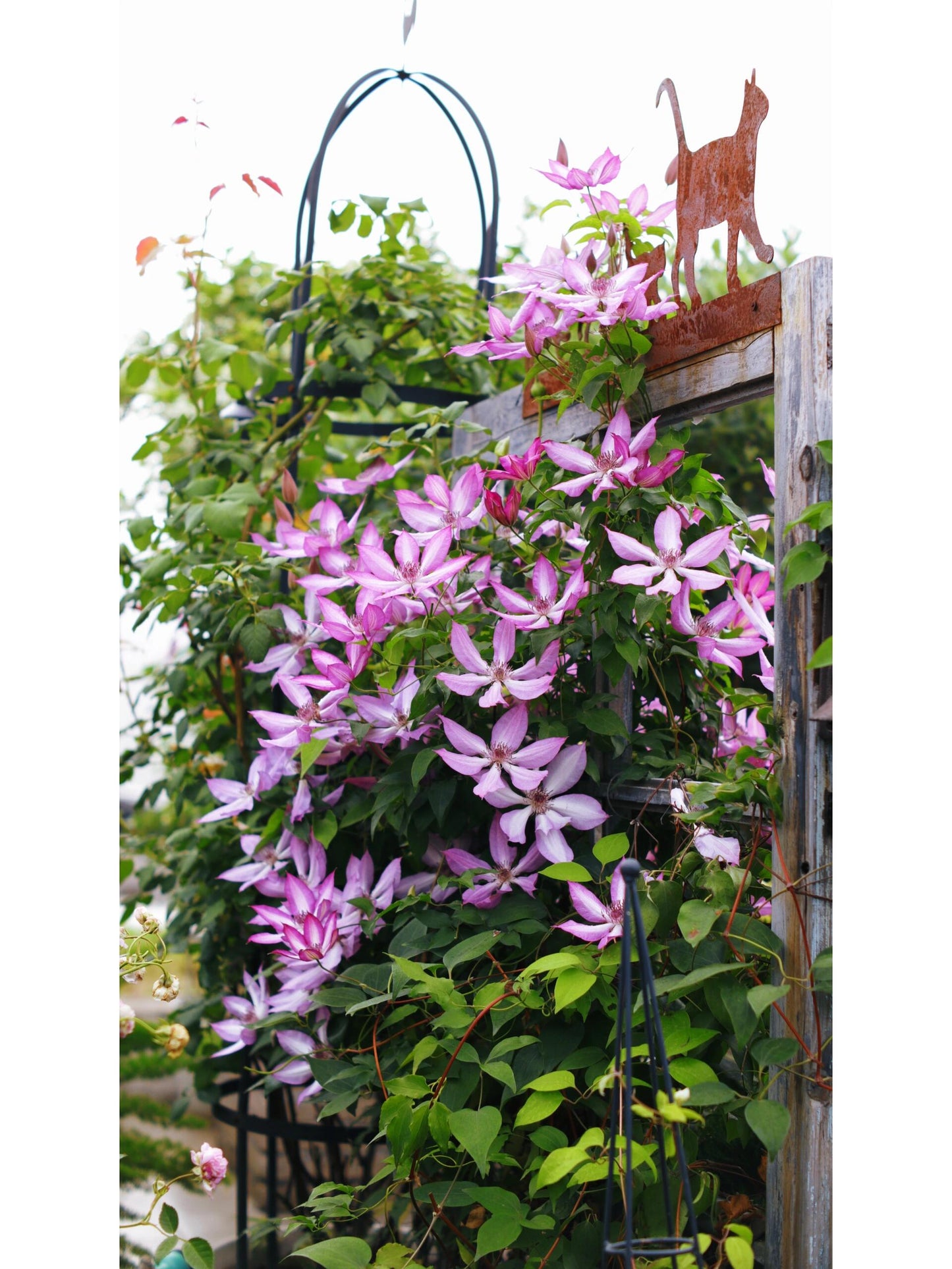 Clematis ‘’Lizard|トカゲ |蜥蜴 ‘’