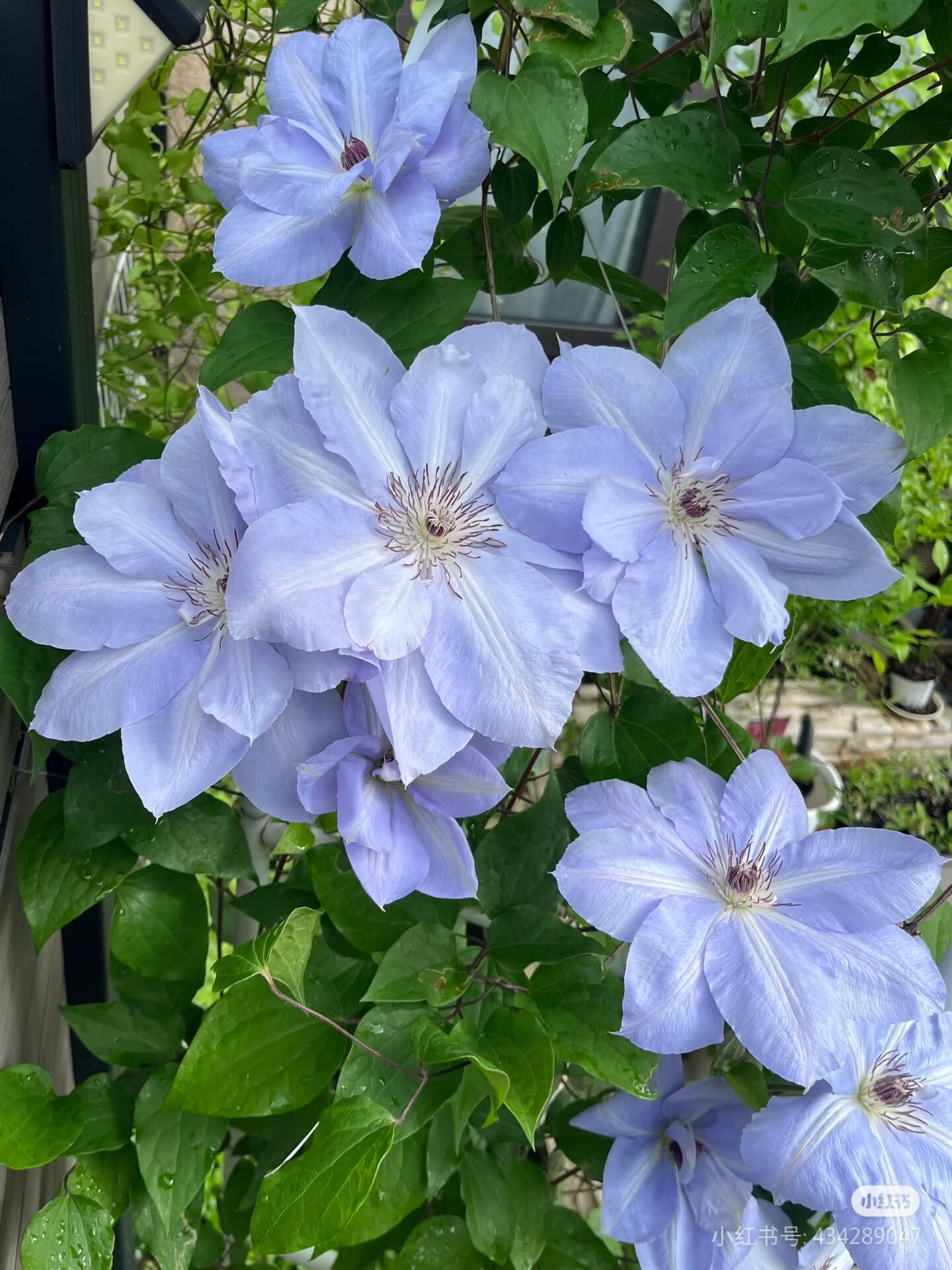Clematis ‘’Blue Cotillion|蓝色龙沙舞‘’