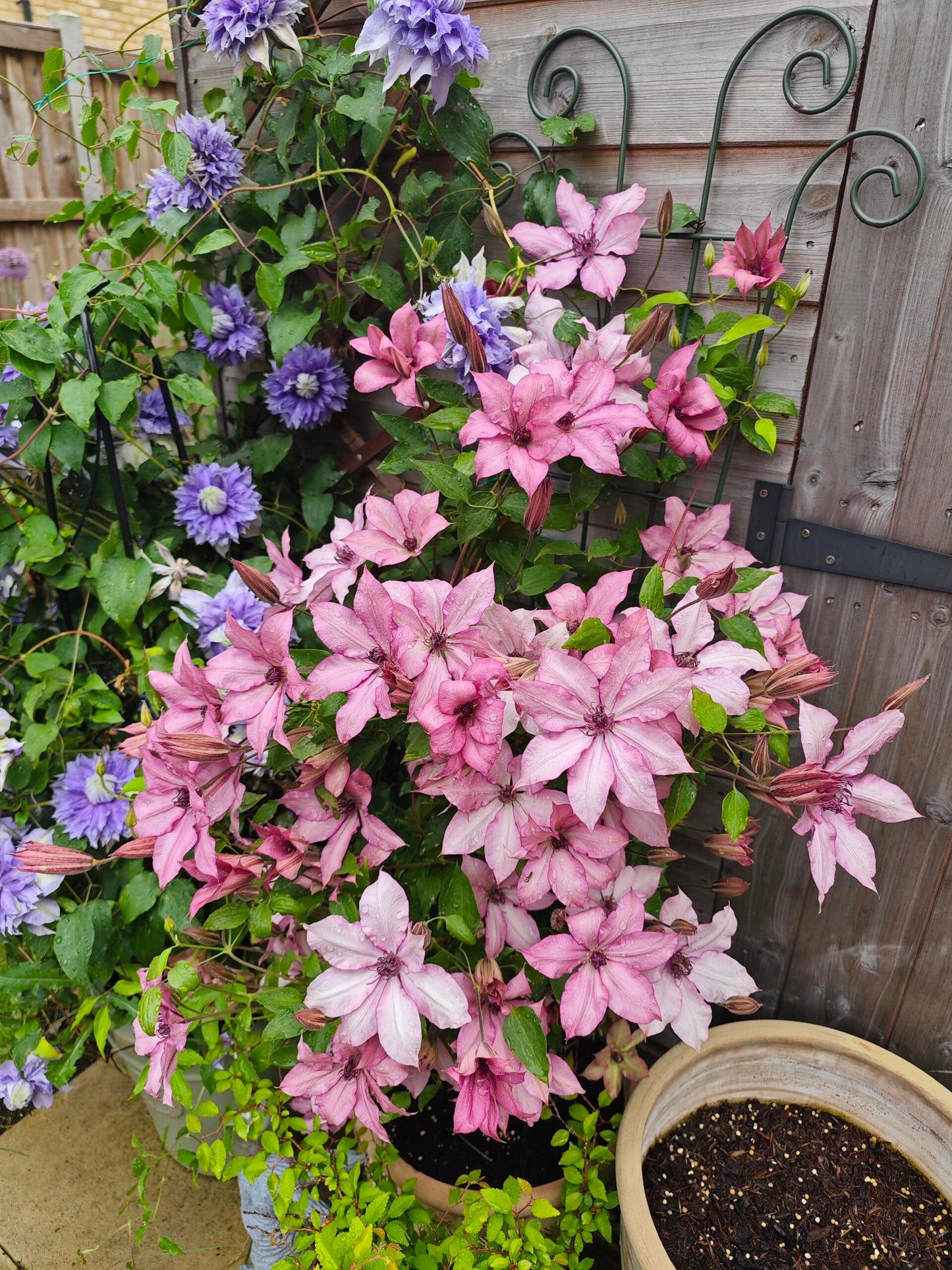Clematis ''Giselle |吉赛尔''