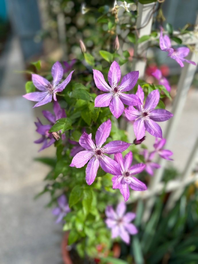 Clematis ‘’Lizard|トカゲ |蜥蜴 ‘’