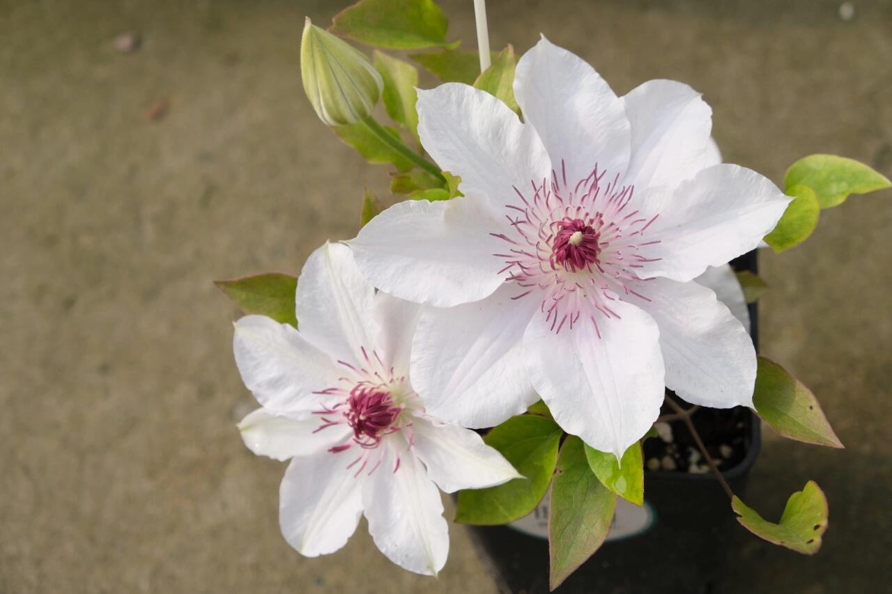 Clematis ''Haruyama|はるやま| 晴山/ 春天''