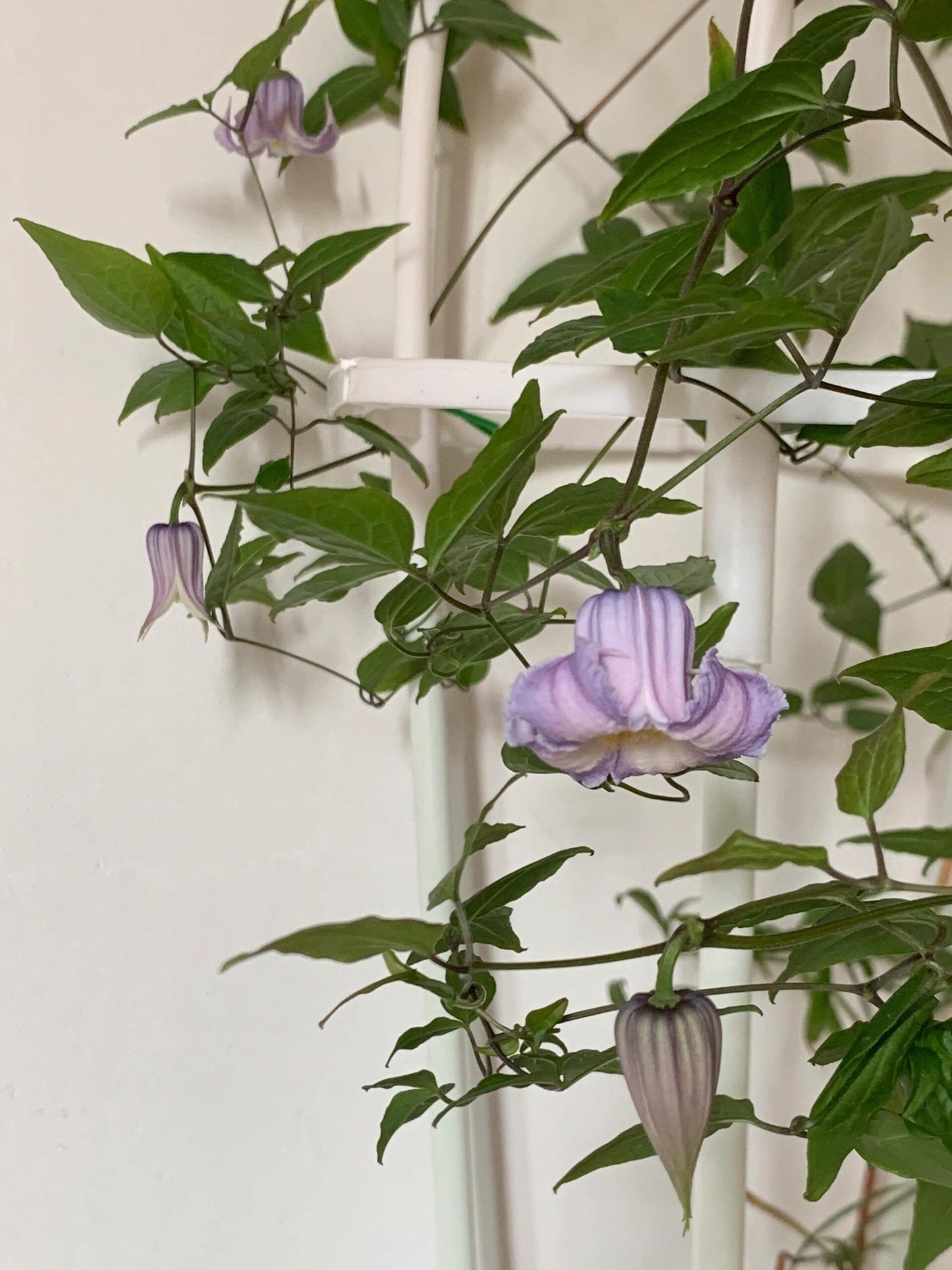 Blue Octopus Clematis ‘’クリスパ・エンジェル| Crispa Angel| 克里斯帕天使| タコクレマチス‘’