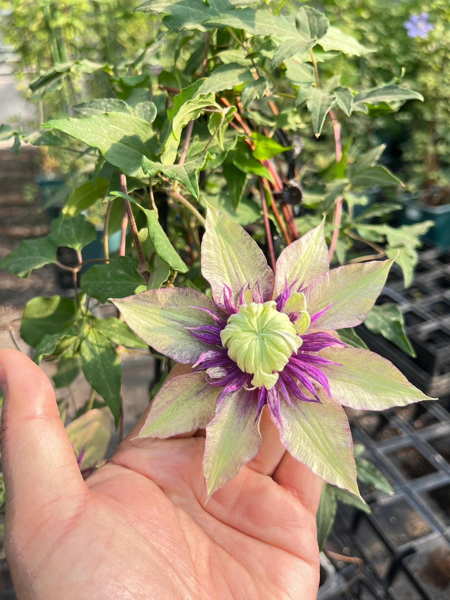 Clematis ‘’Sorcerer |Mage| 魔法师‘’ U.S Exclusive