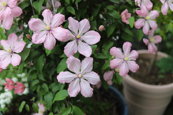 Clematis ‘’Ai-nor|爱诺露‘’