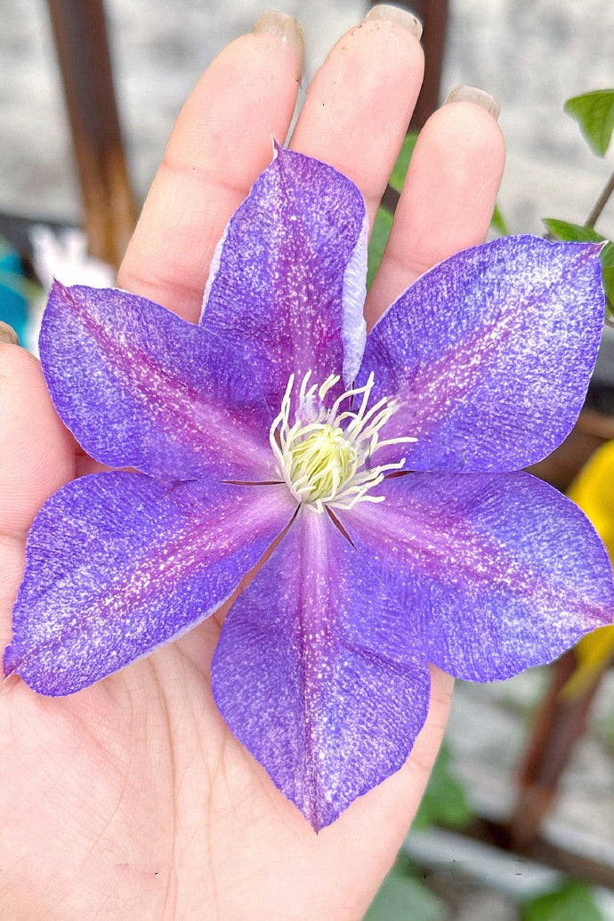 Clematis ''Chameleon |变色龙''