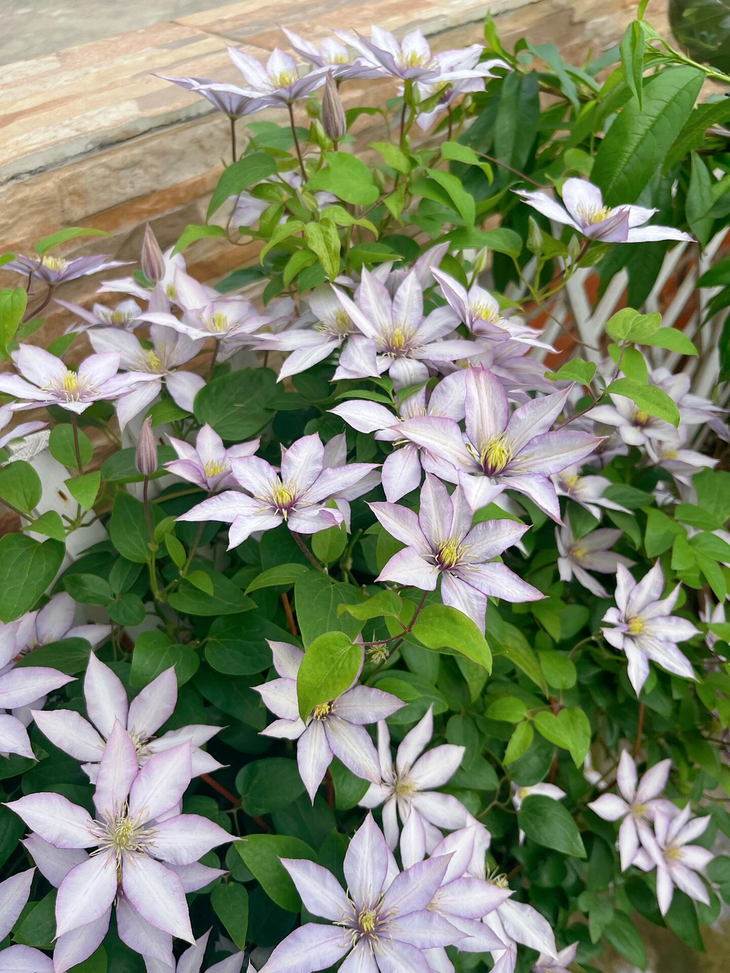 Clematis ‘’Samaritan Jo| 撒马利亚乔‘’
