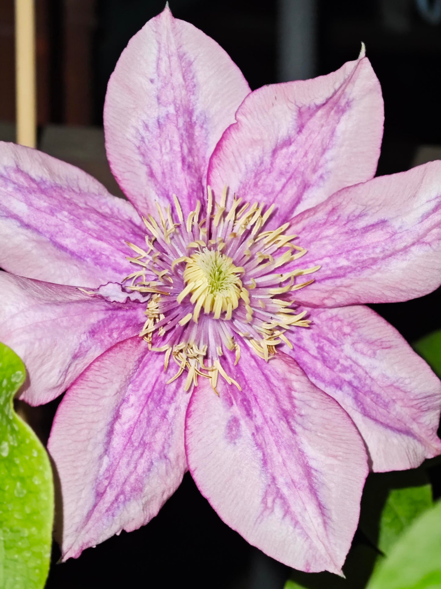 Clematis ‘’Paradiso| 天堂|帕拉迪索‘’