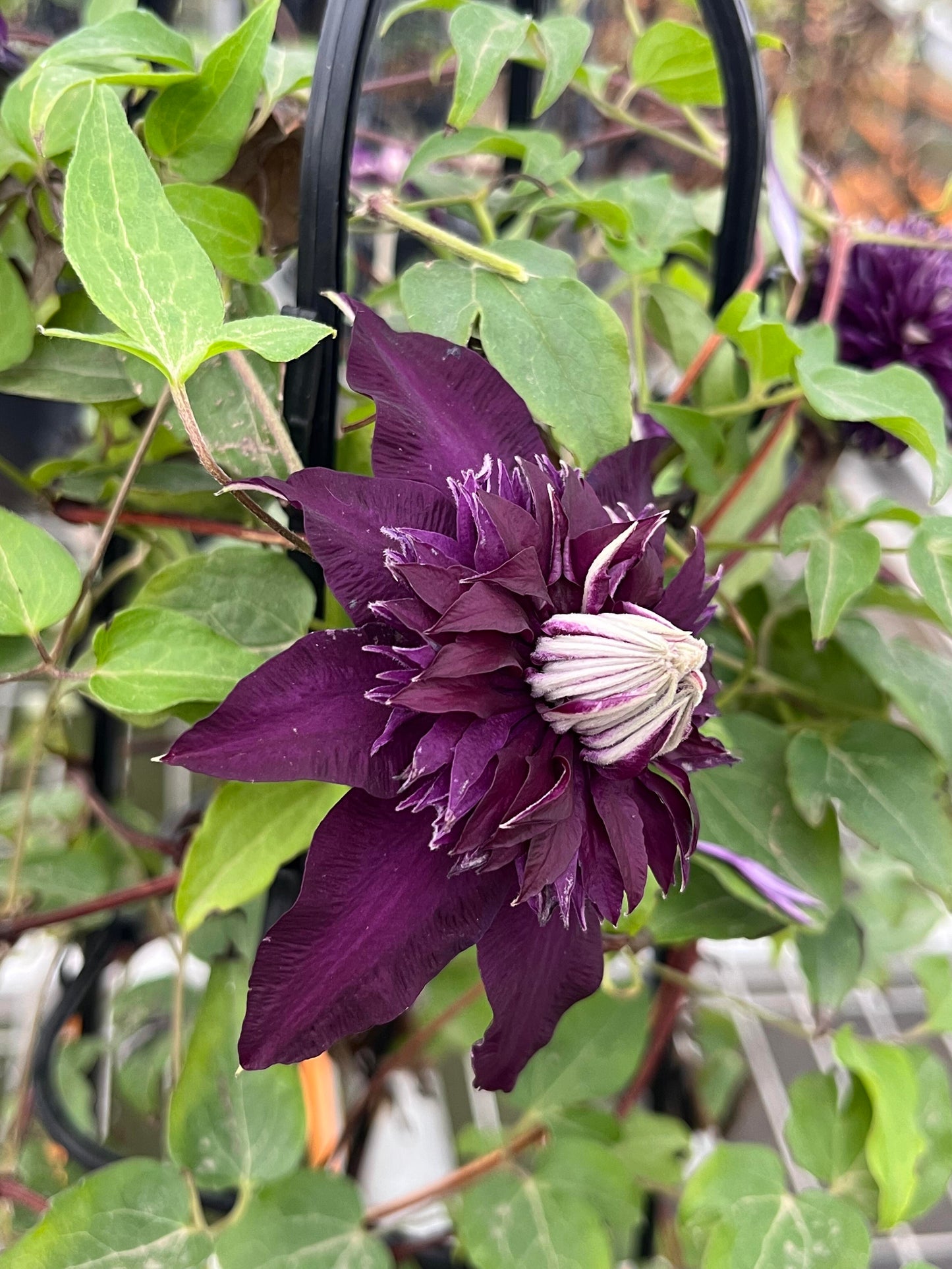 Clematis ‘’Sorcerer |Mage| 魔法师‘’ U.S Exclusive