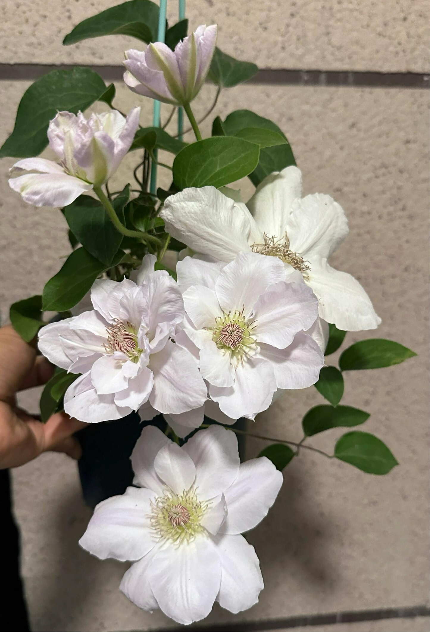 Clematis ‘’Innocent Blush |羞答答‘’