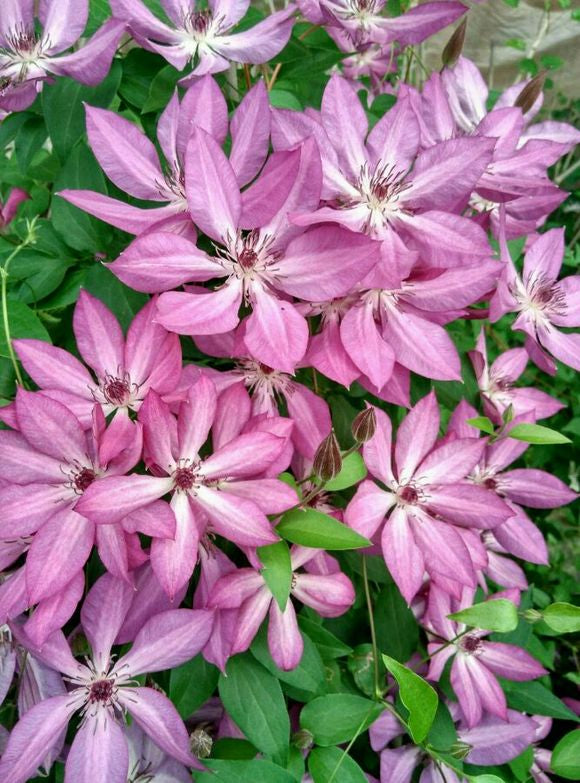 Clematis ‘’Lizard|トカゲ |蜥蜴 ‘’