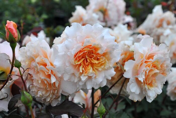 Rosa ’ Ben Weatherstaff| ベン ウェザースタッフ| 园丁老班 - New Variety 2020