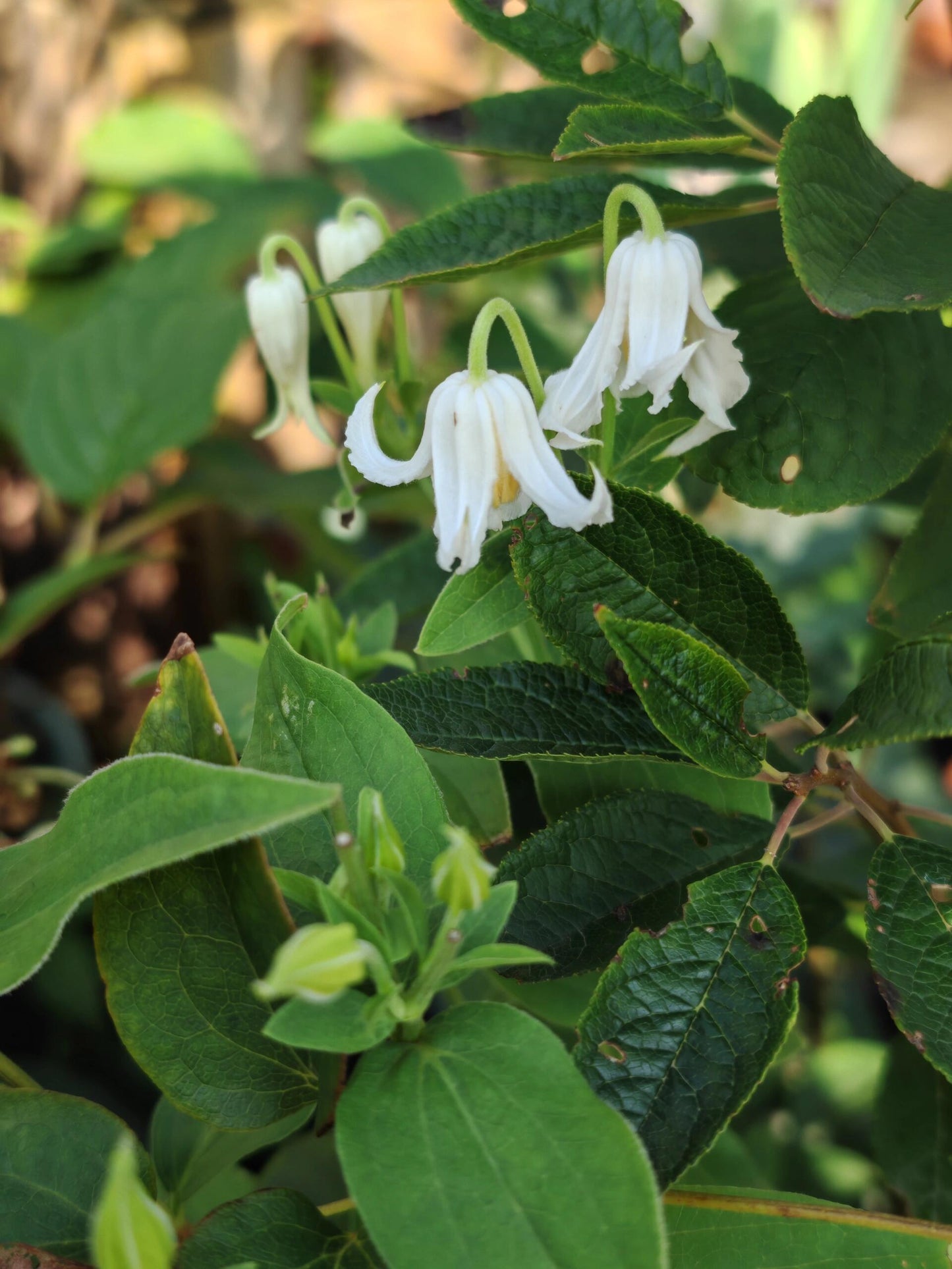 Jasmine Clematis ''Hakuree | ハクレイ| 白麗| 哈库里''