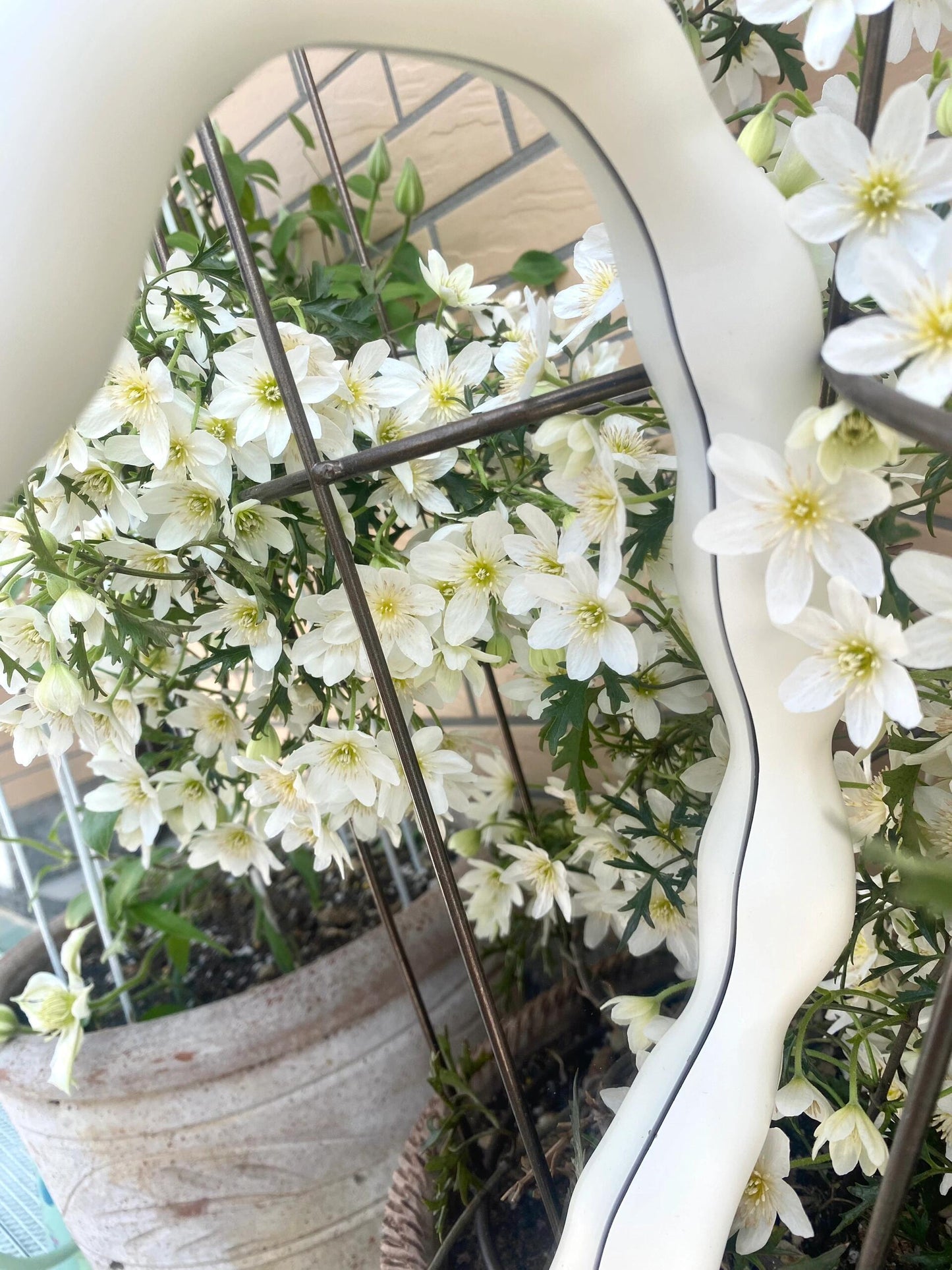Clematis ‘’Joe|银币‘’