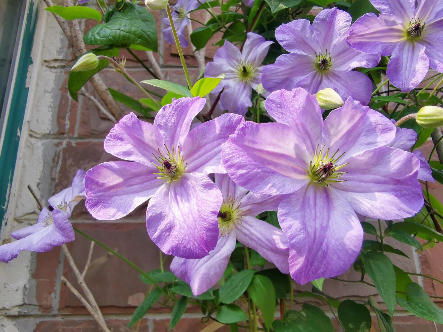 Clematis ‘’Sea Breeze|海风‘’