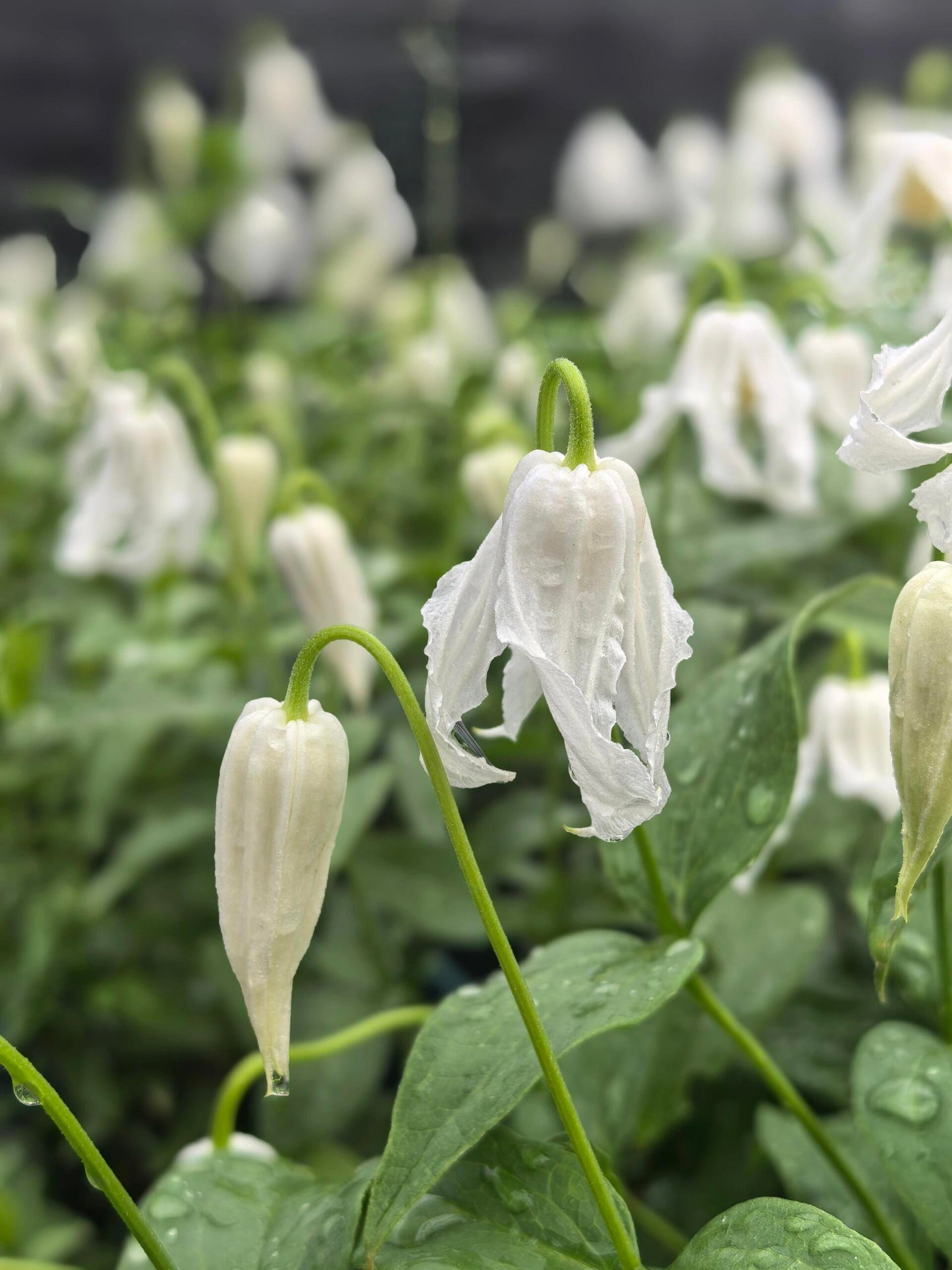 Jasmine Clematis ''Hakuree | ハクレイ| 白麗| 哈库里''
