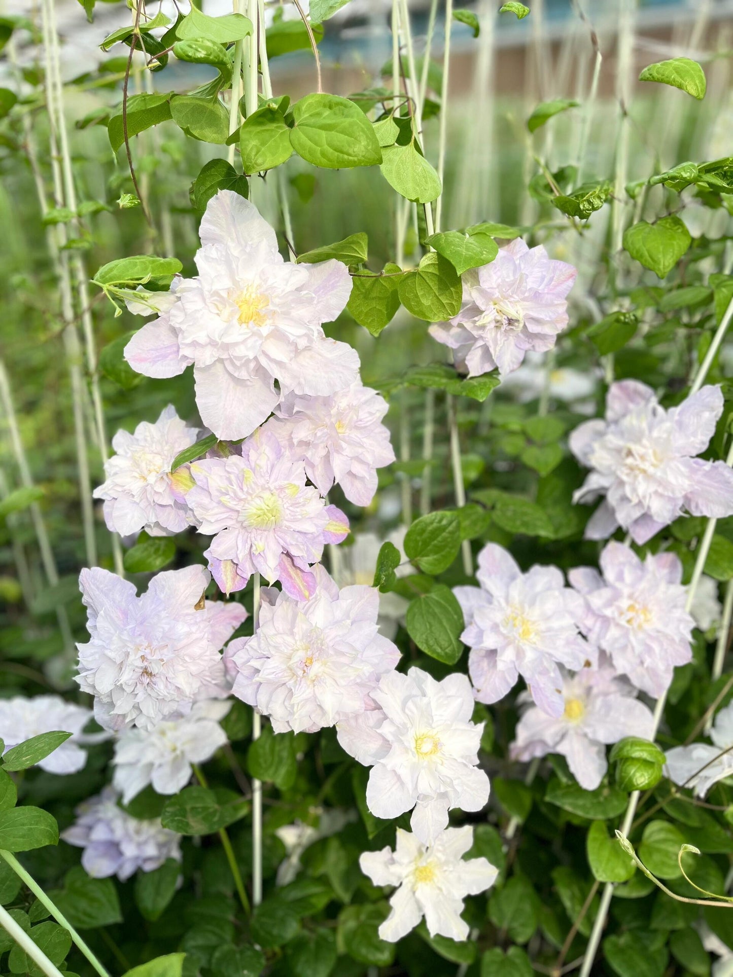 Clematis ‘’Veronica's choice|维罗妮卡的选择‘’