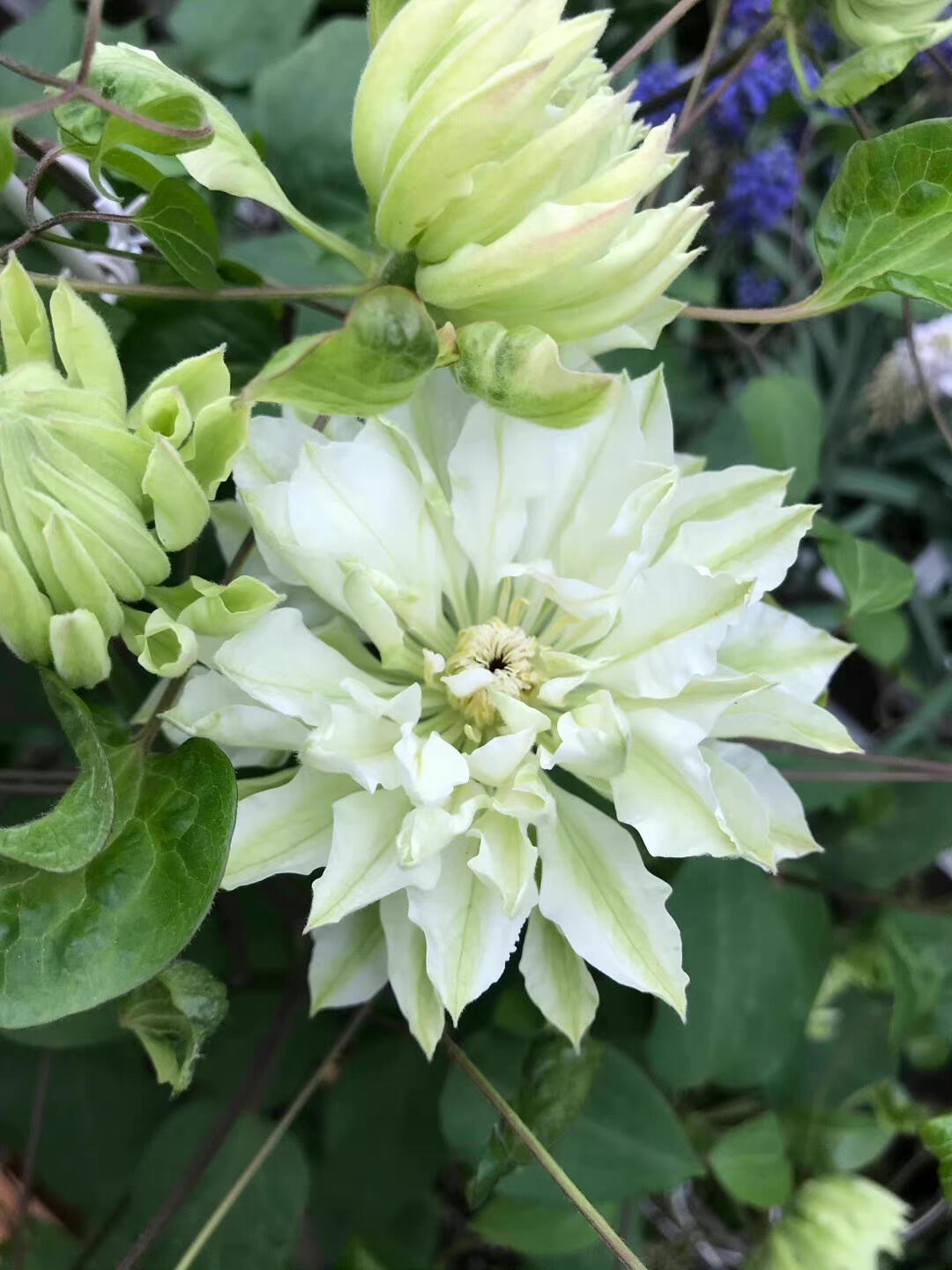 Clematis ‘’Shiko Yukiokoshi|ゆきおこし|雪妆‘’