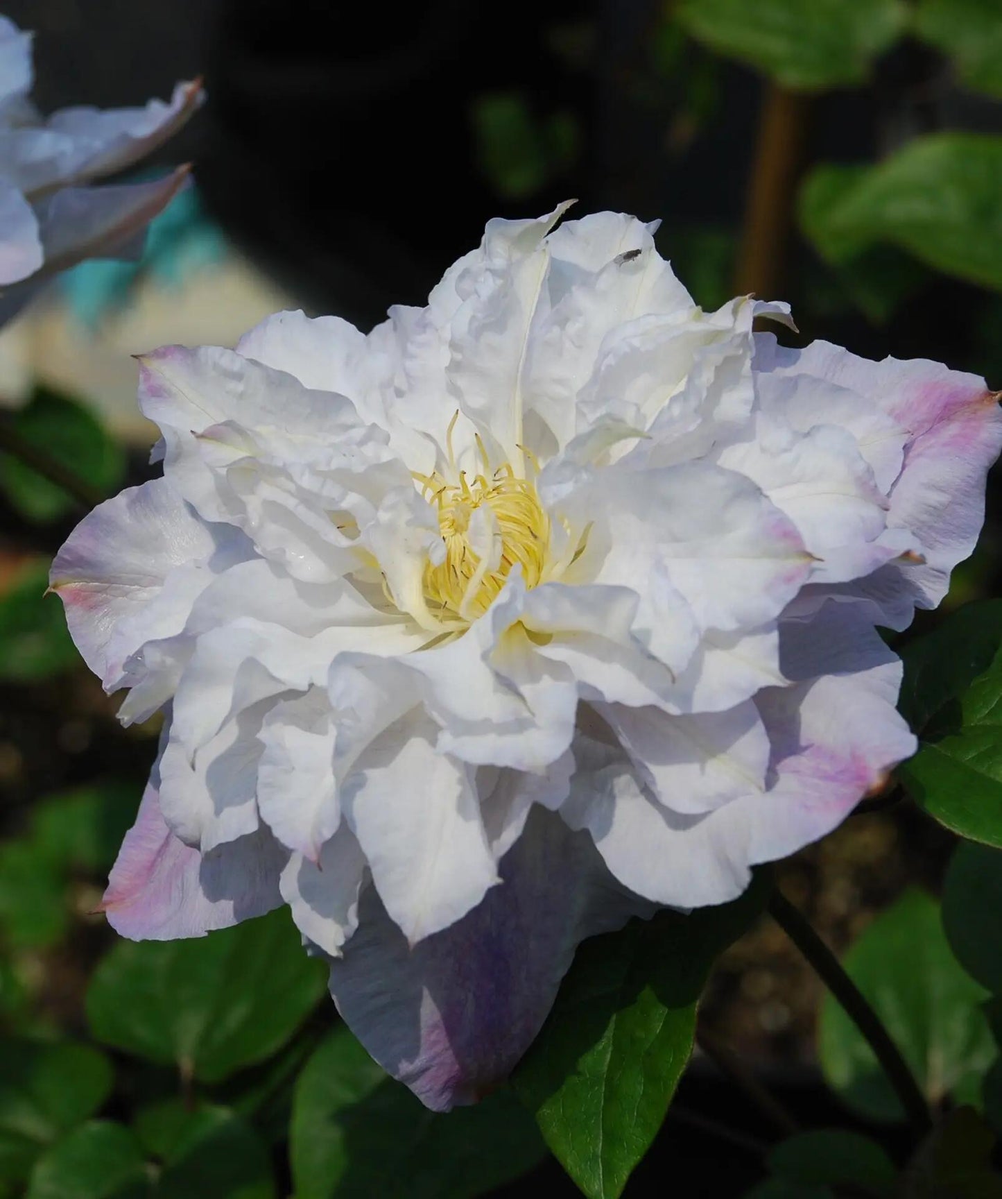 Clematis ‘’Veronica's choice|维罗妮卡的选择‘’