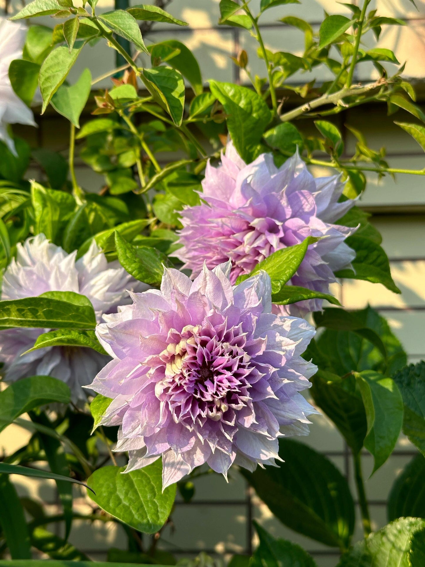 Clematis ‘’Belle of Woking|ベルオブウォーキング| 沃金美女‘’