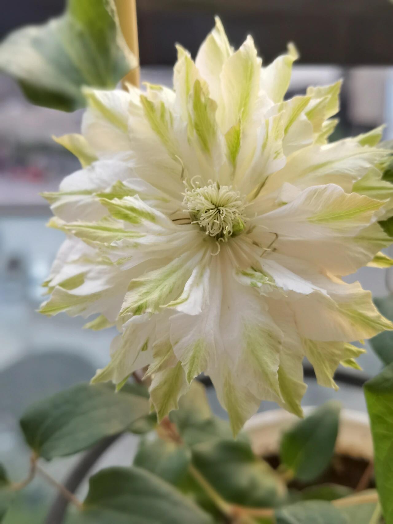 Clematis ‘’Midori |美登利 ‘’
