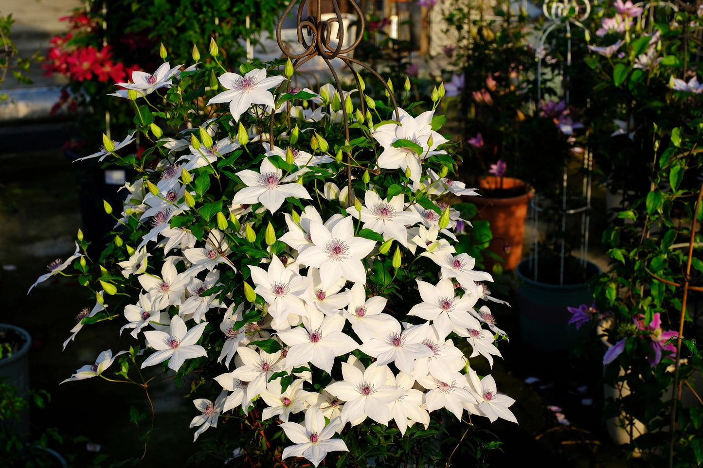 Rare Clematis ‘’Guizi|摫子‘’