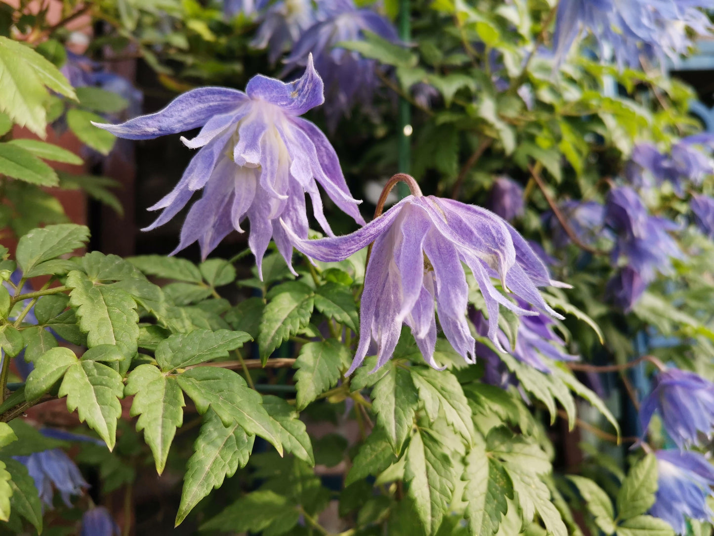 Clematis ‘’Maidwell Hall|梅德维尔‘’