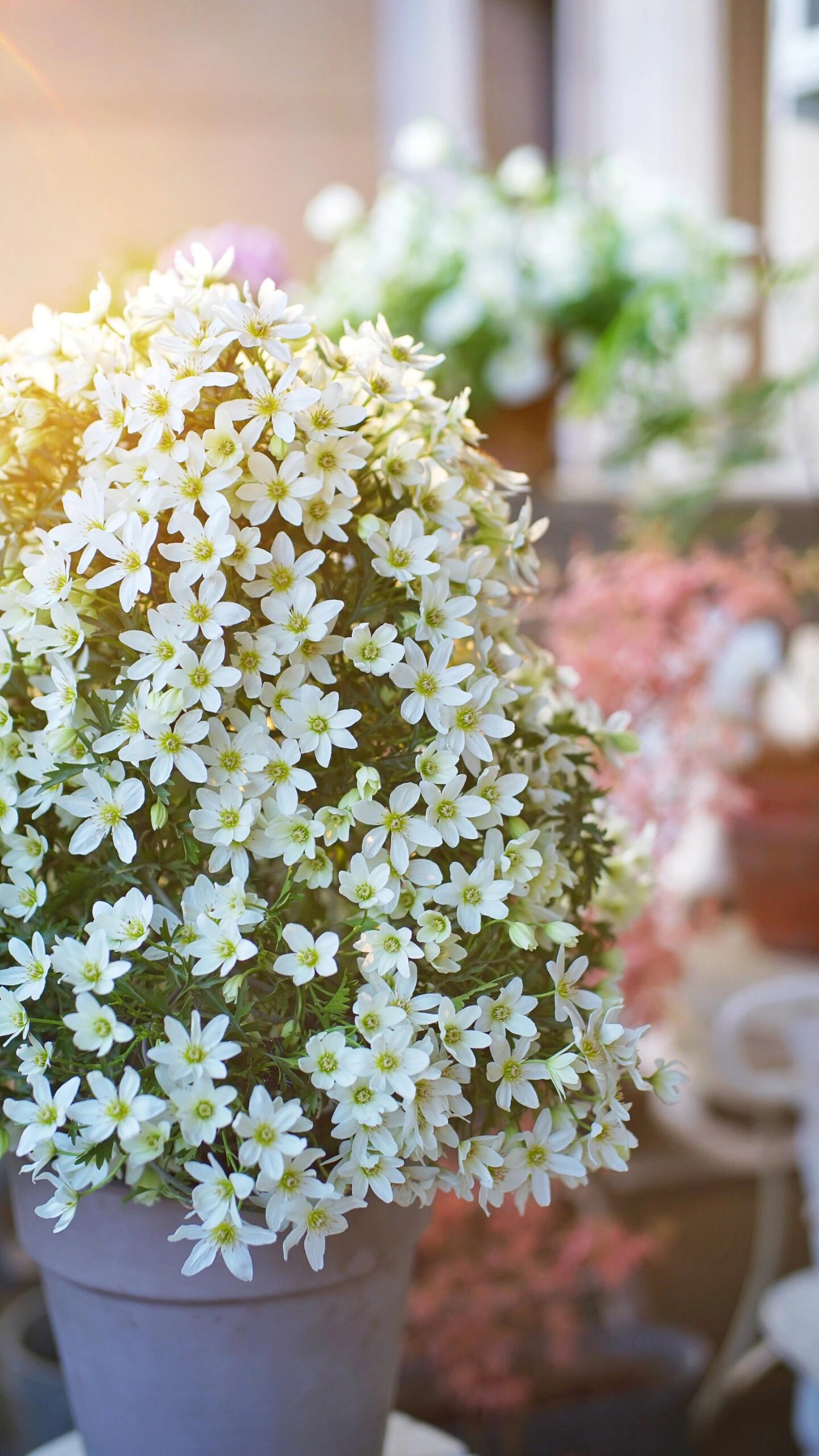 Clematis ‘’Joe|银币‘’