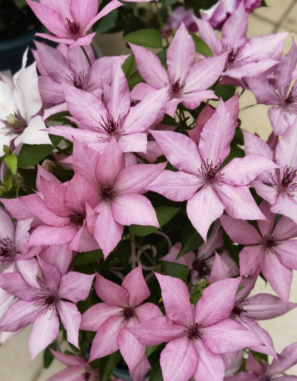 Clematis ''Giselle |吉赛尔''