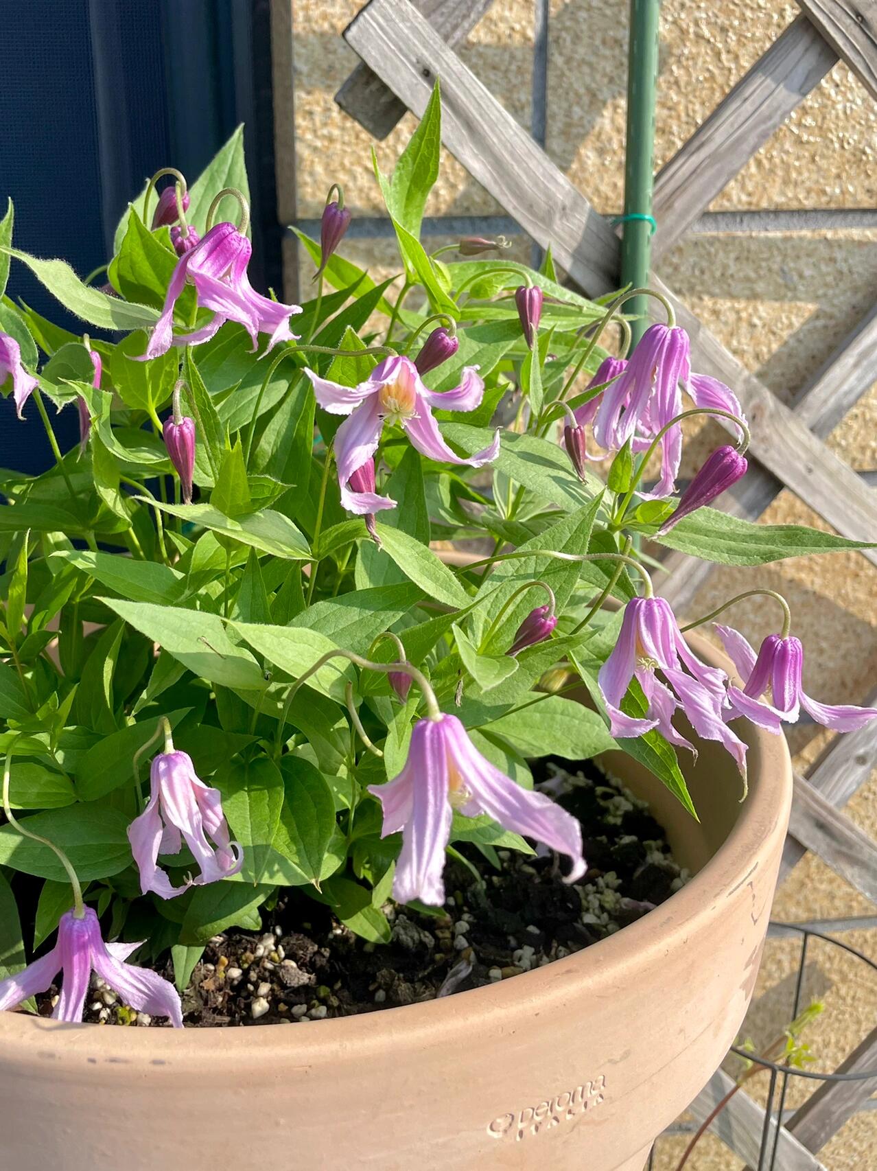 Clematis ‘’Hanajima|はなじま|花島|花岛‘’