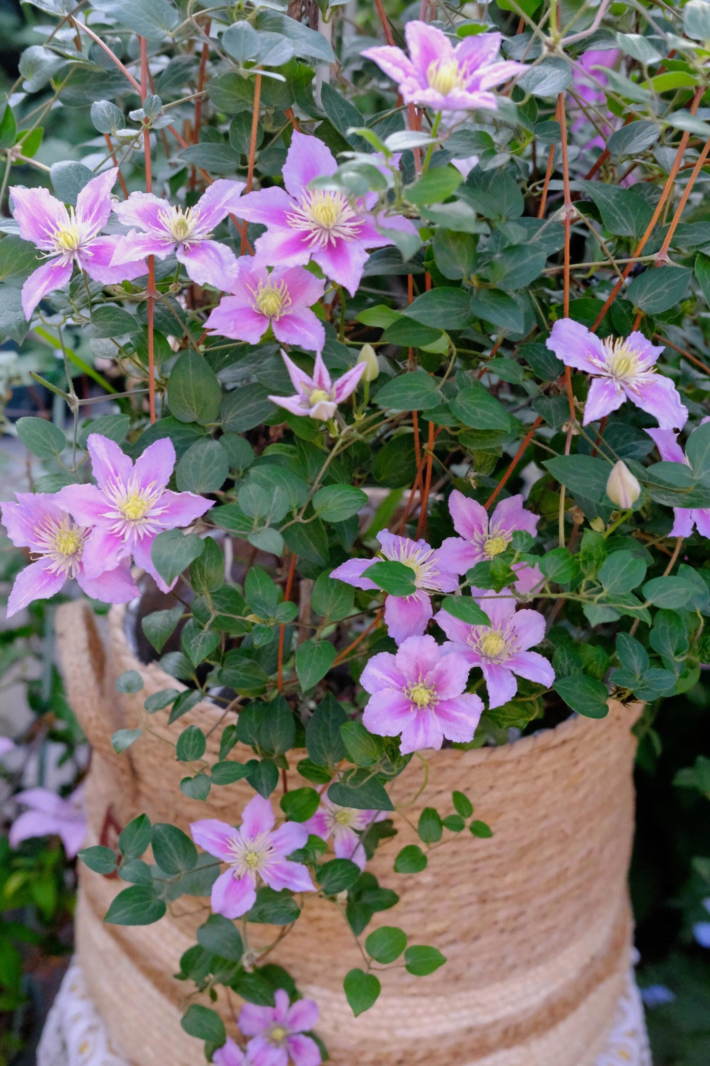 Clematis ‘’Piilu|小鸭‘’