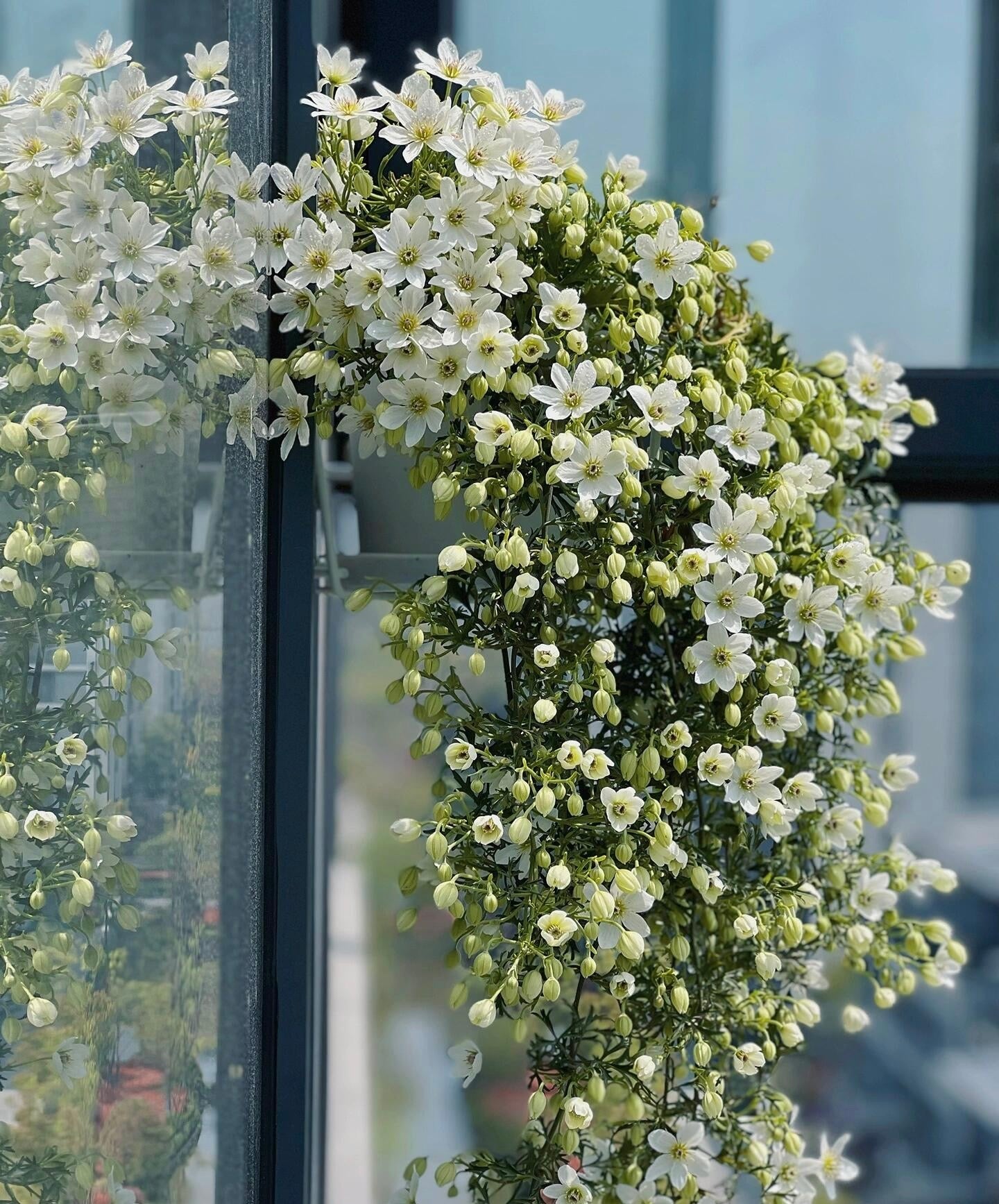 Clematis ‘’Joe|银币‘’