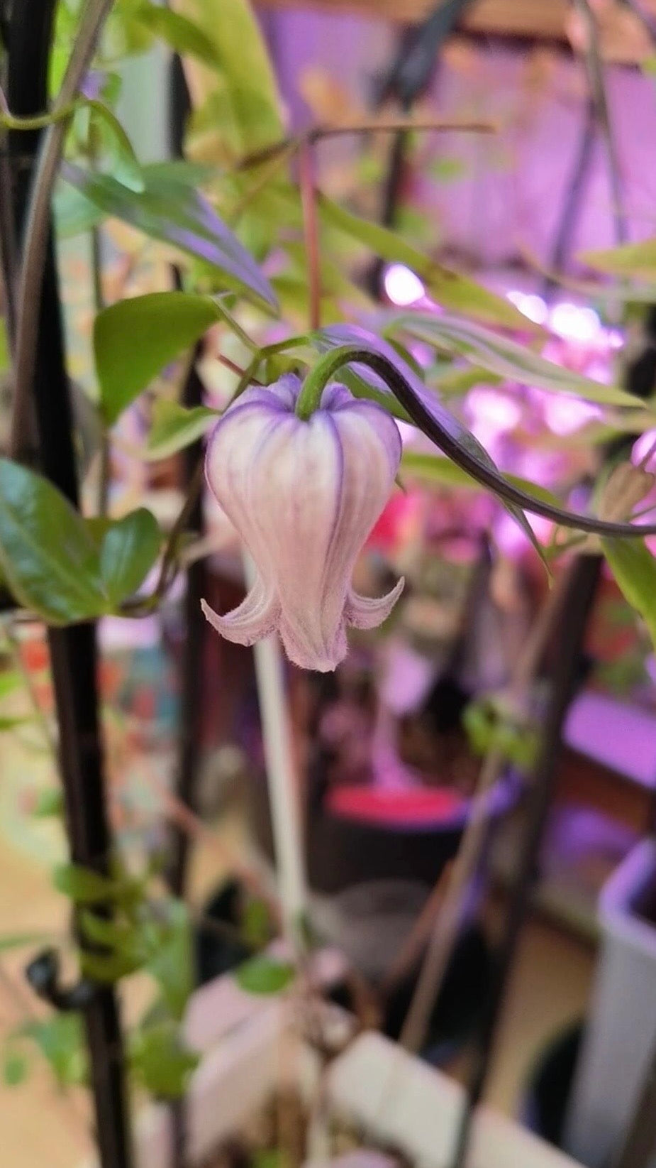 Rooguchi Clematis ‘’Sumire|堇‘’