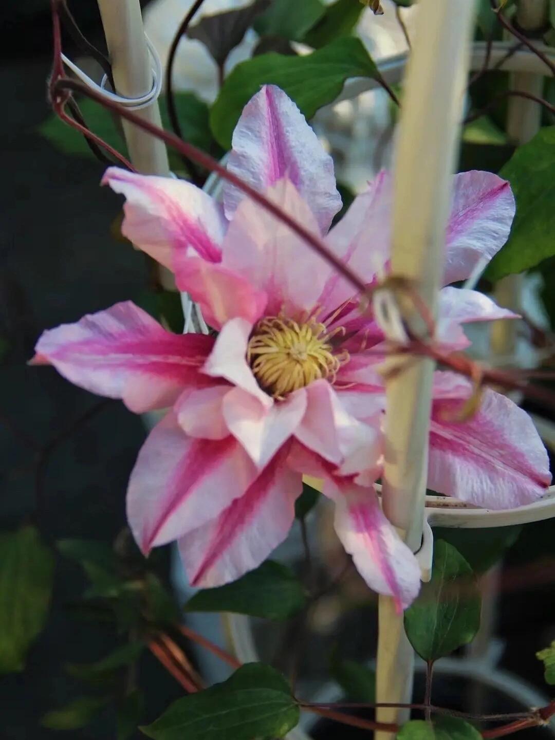 Clematis ‘’Patricia Ann Fretwel|帕特丽夏‘’