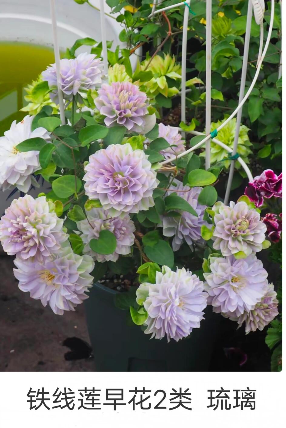 Clematis ''Ruriokoshi |ルリオコシ| 琉璃''
