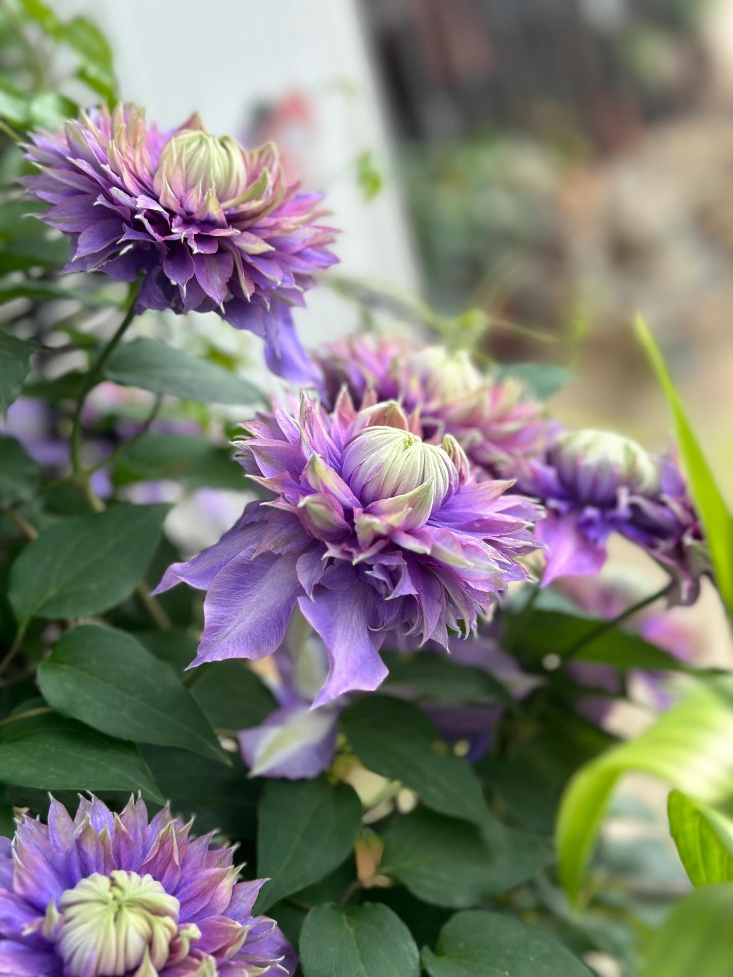 Clematis ''Magic Fountain| 魔法喷泉''
