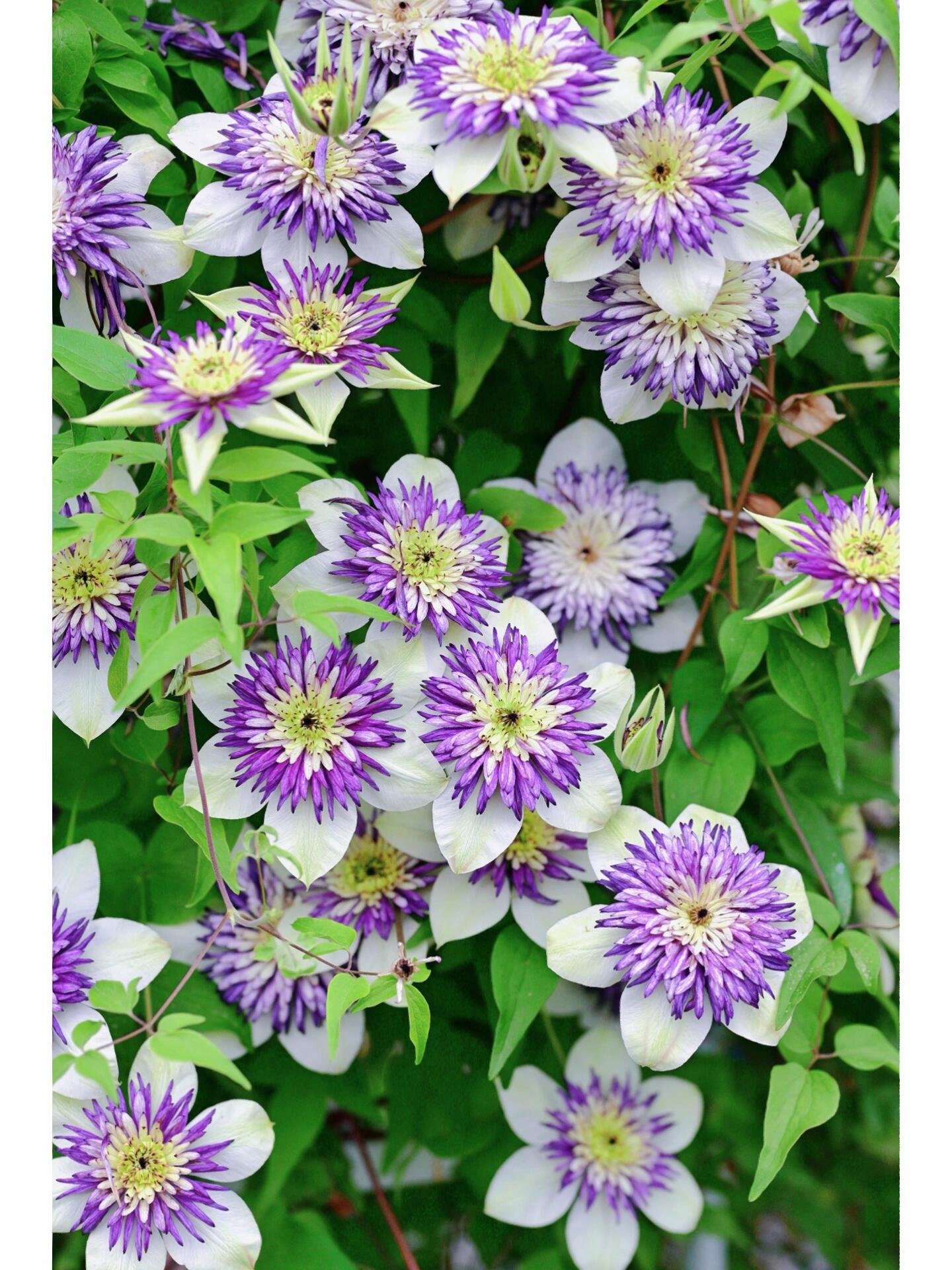 Clematis ‘’New Viennetta|千层雪| 新幻紫‘’