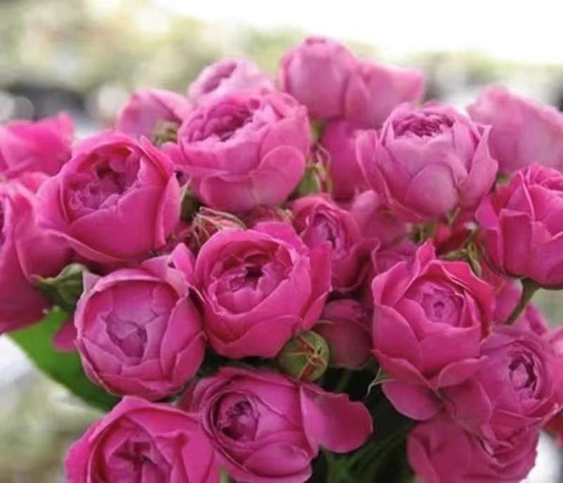 Rose 'Misty Bubbles | 紫雾泡泡'