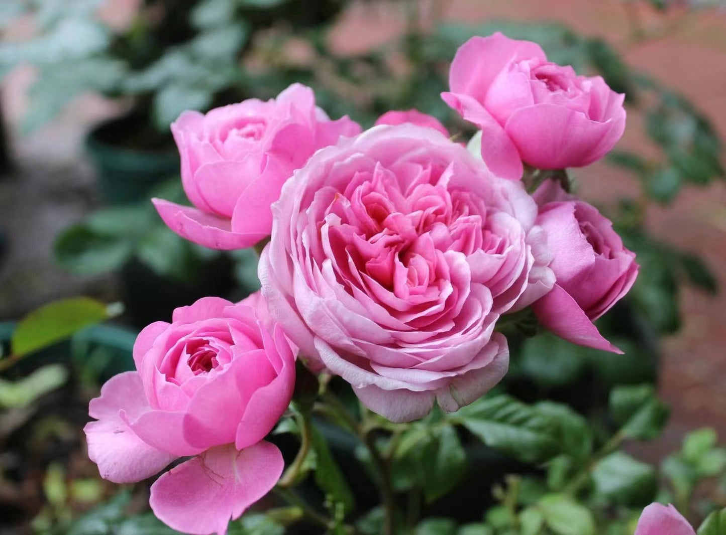 Rose 'Aunt Margy's | 拇指姑娘 | 麻吉婶婶 '