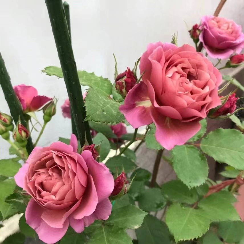 Rose ‘Aoi |あおい|葵 ’