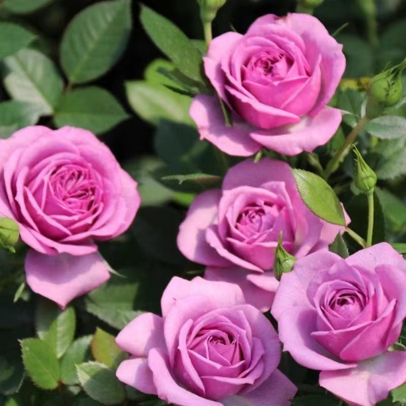Rose 'Lavender Veranda|薰衣草门廊'