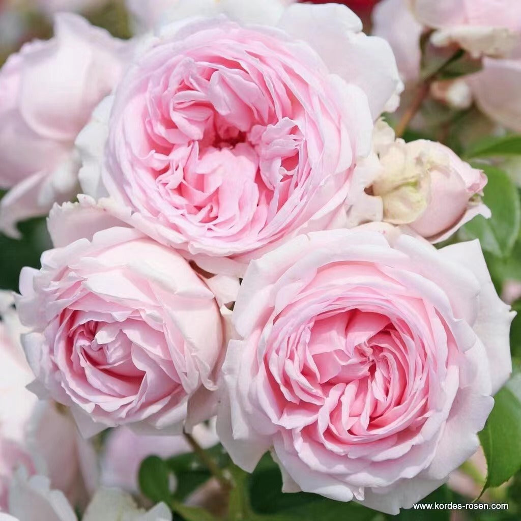 Rose 'Wellenspiel | 仙女泉 '