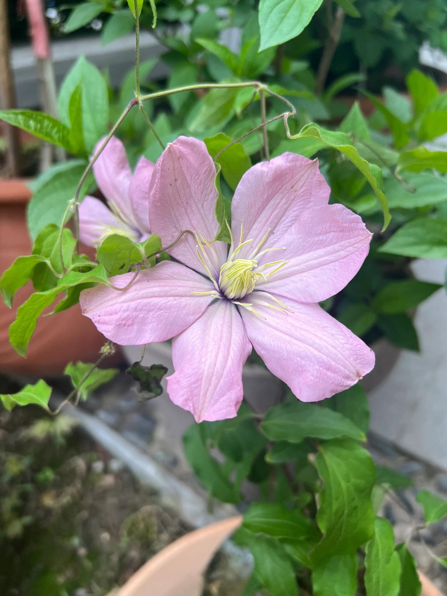 Clematis ‘’Ai-nor|爱诺露‘’