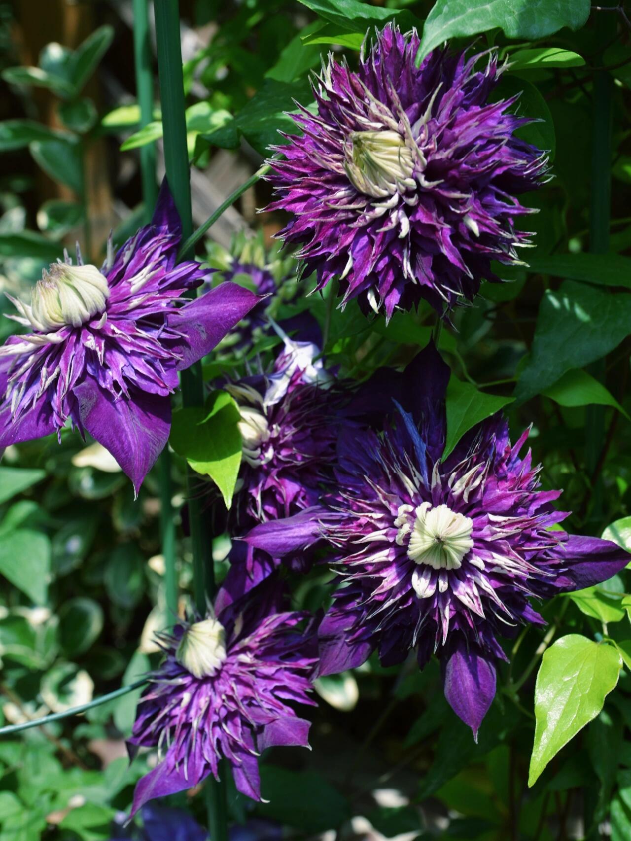 Clematis ''Shishimaru | ししまる| 紫子丸''