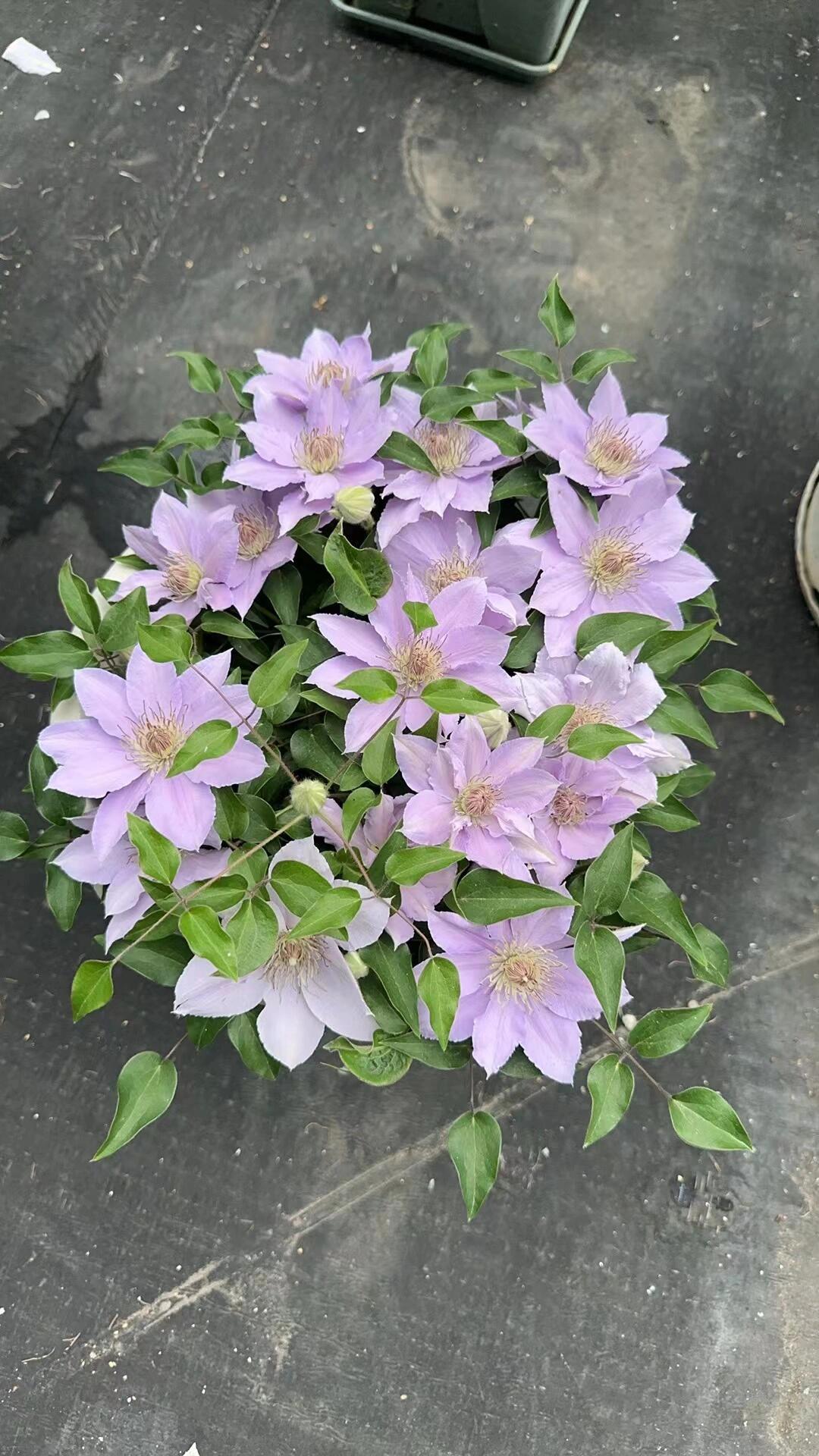 Clematis ‘’Filigree|金银丝/ 故里‘’
