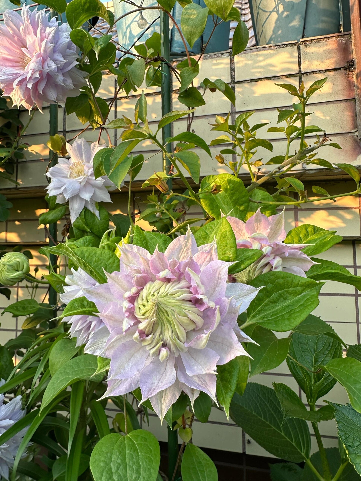 Clematis ‘’Belle of Woking|ベルオブウォーキング| 沃金美女‘’