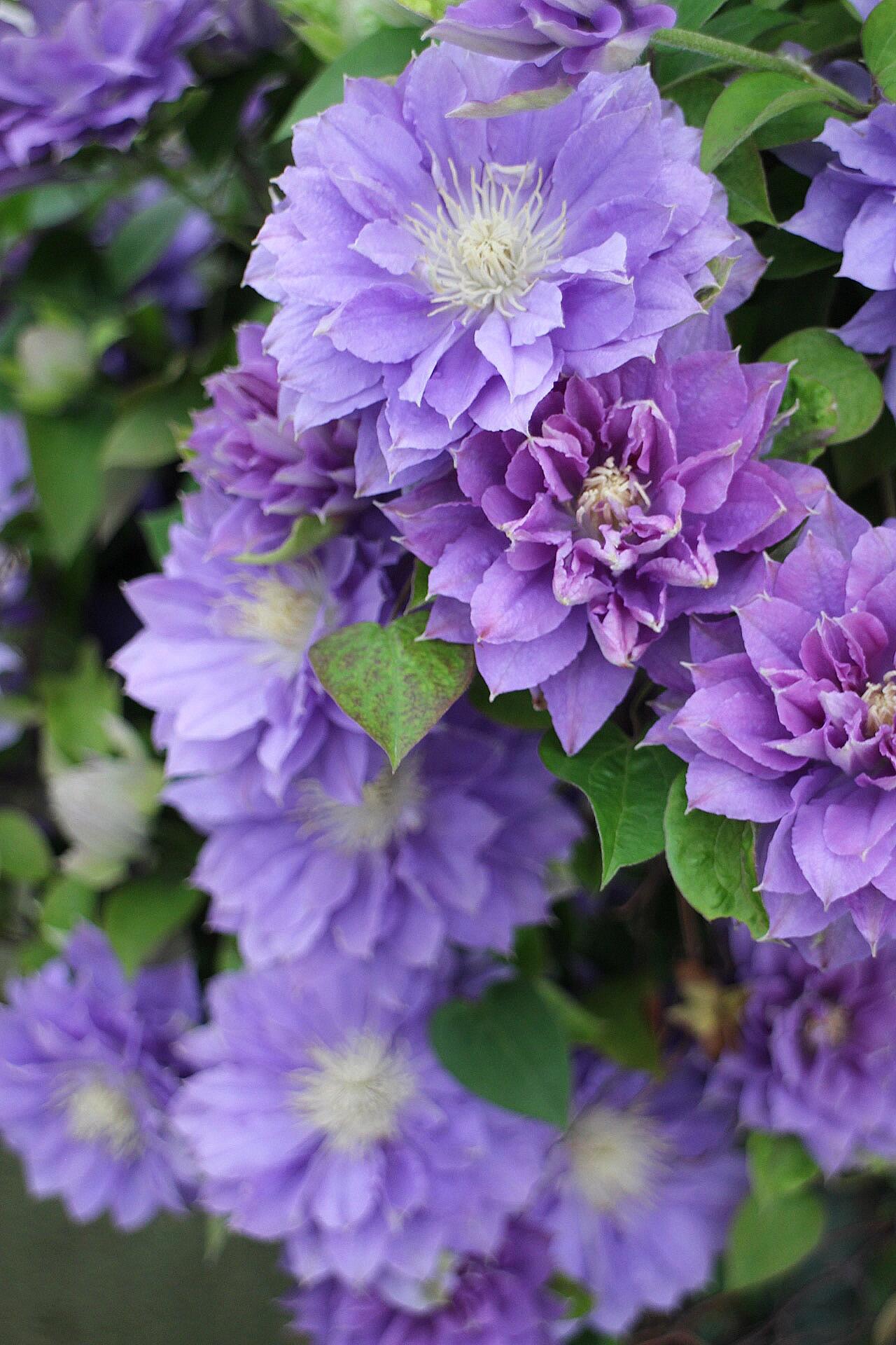 Clematis ''Enku|円空''