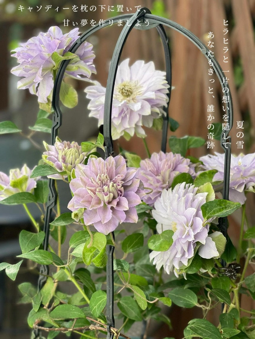 Clematis ''Ruriokoshi |ルリオコシ| 琉璃''