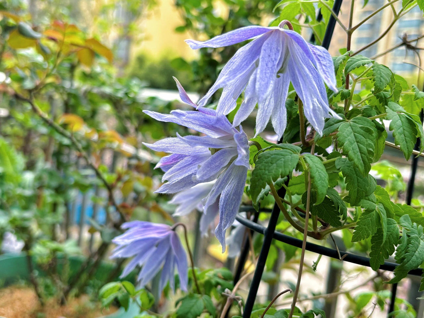 Clematis ‘’Maidwell Hall|梅德维尔‘’
