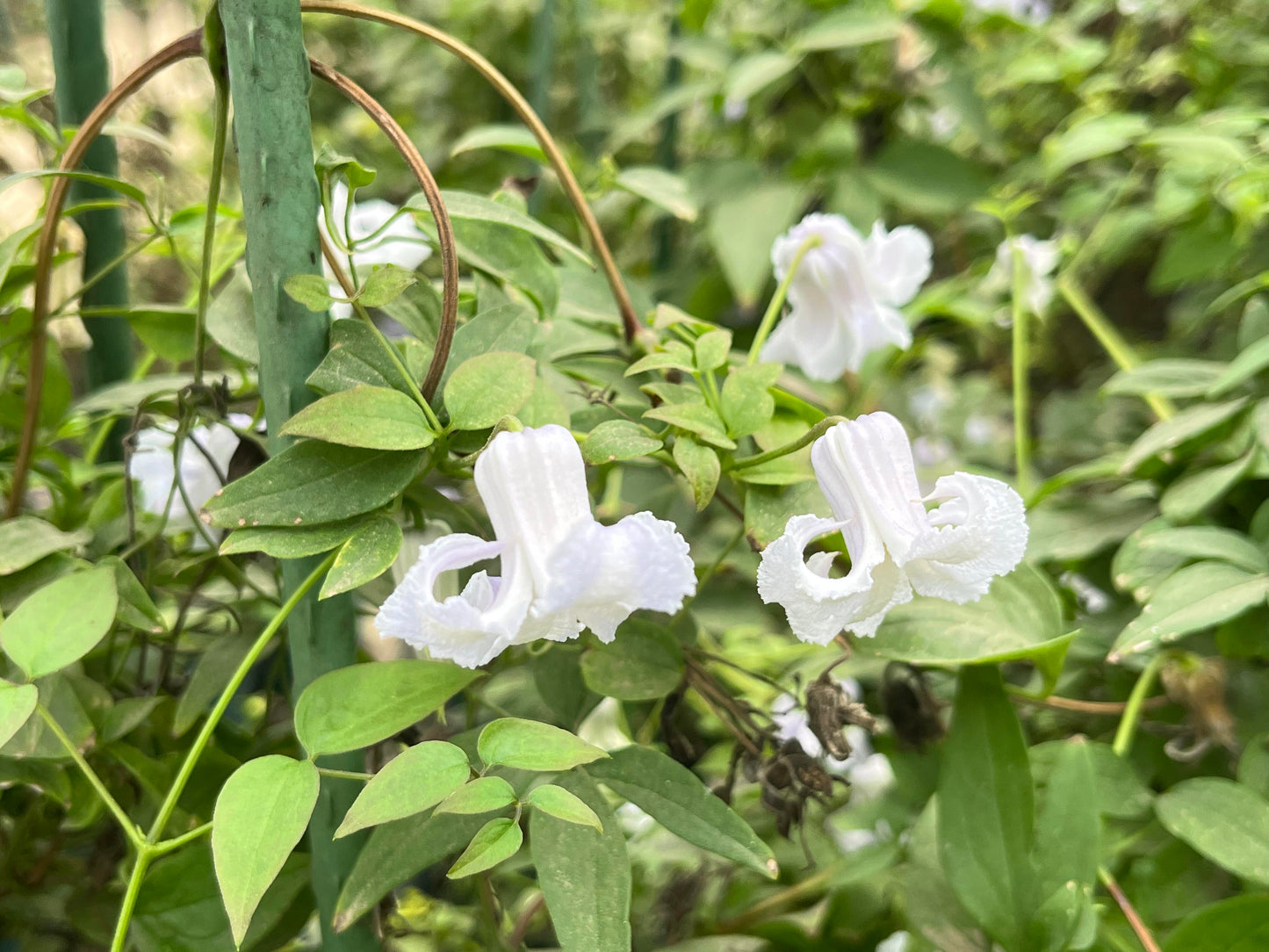 Blue Octopus Clematis ‘’クリスパ・エンジェル| Crispa Angel| 克里斯帕天使| タコクレマチス‘’
