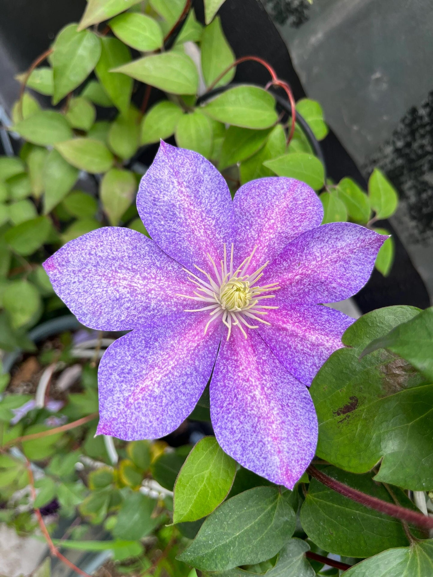 Clematis ''Chameleon |变色龙''